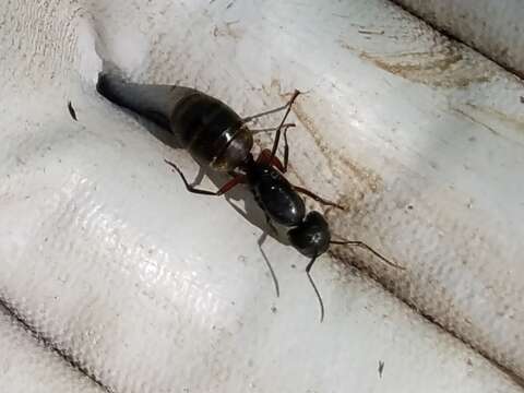 Plancia ëd Camponotus chromaiodes Bolton 1995