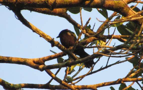 Image of Flame-crested Tanager