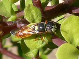 Image of Philanthus triangulum diadema (Fabricius 1781)