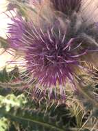 Plancia ëd Cirsium eatonii var. murdockii S. L. Welsh