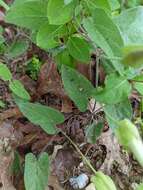 Image de Calystegia catesbeiana Pursh