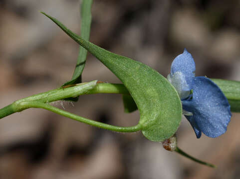 Image of Commelina lanceolata R. Br.