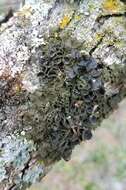 Image of melanelia lichen