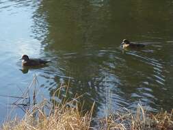 Image of American Wigeon