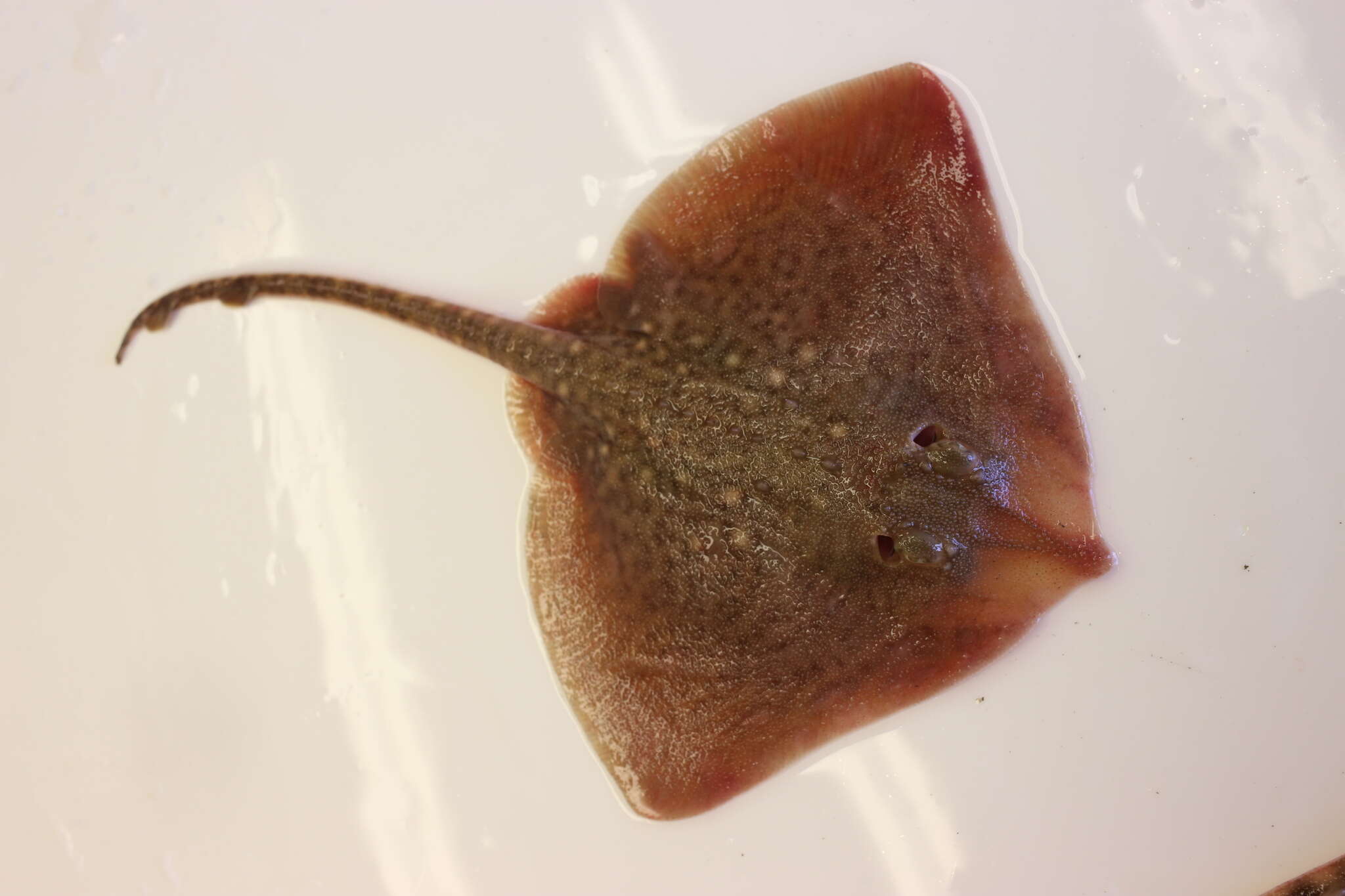 Image of Thornback skate