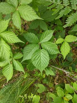 صورة Rubus recurvans Blanchard