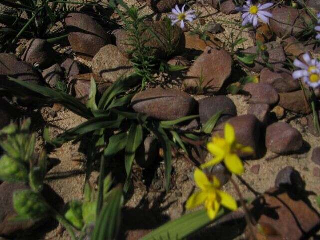 Image of Cyanella lutea L. fil.