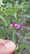 Polygala pubiflora Burch. ex DC.的圖片