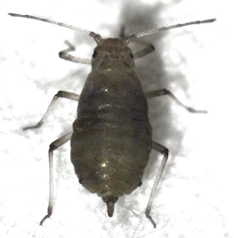 Image of Neophyllaphis (Neophyllaphis) totarae Cottier 1953