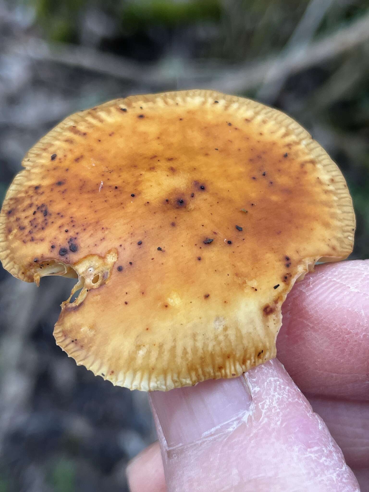 Image of Flammulina rossica Redhead & R. H. Petersen 1999