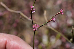 Image of chaparral buckwheat