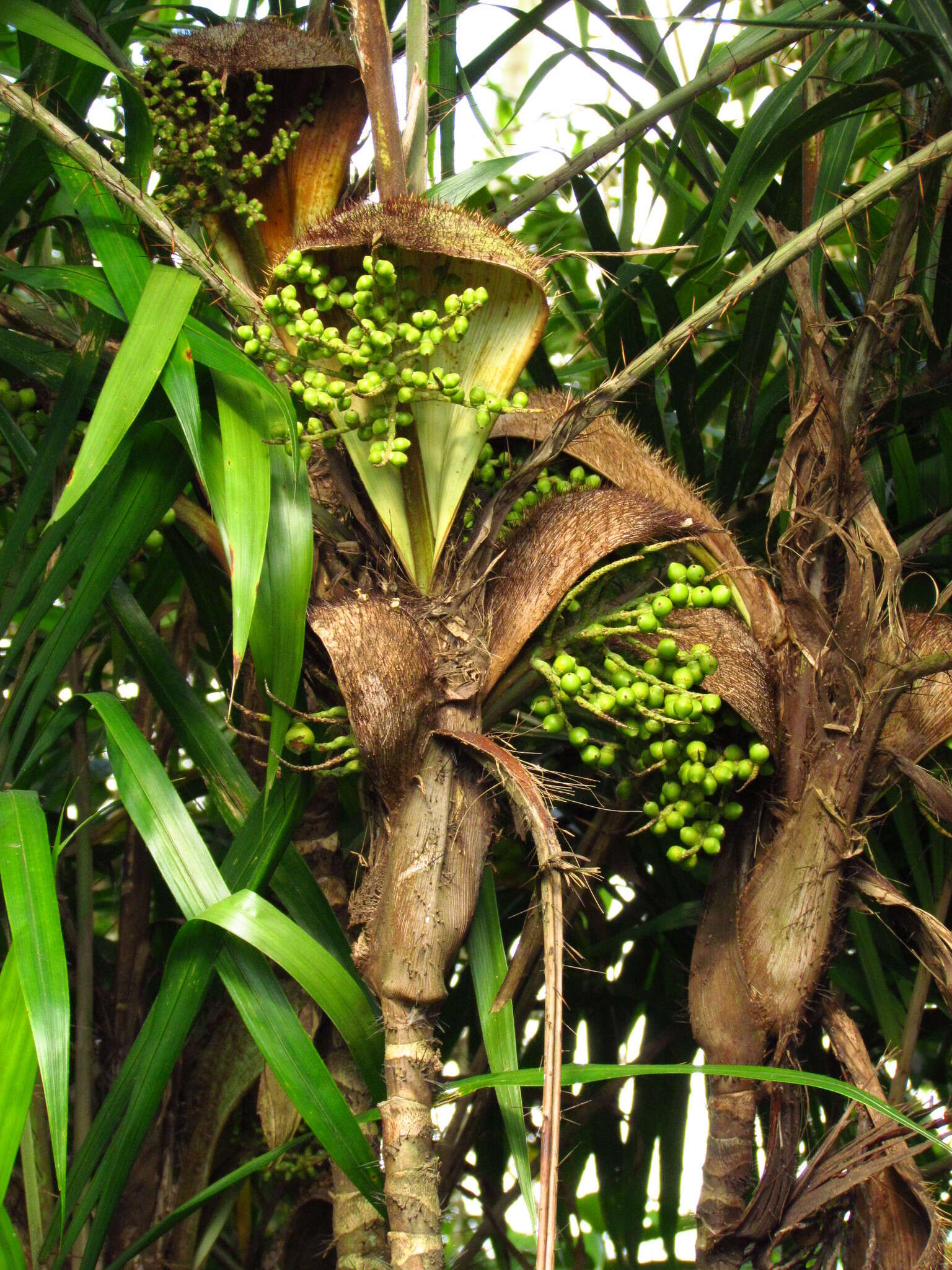 Image of Bactris setosa Mart.