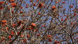 Image of Common Coral tree