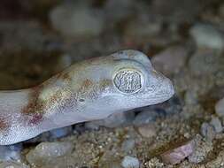 Image of CapeCross Thick-toed Gecko