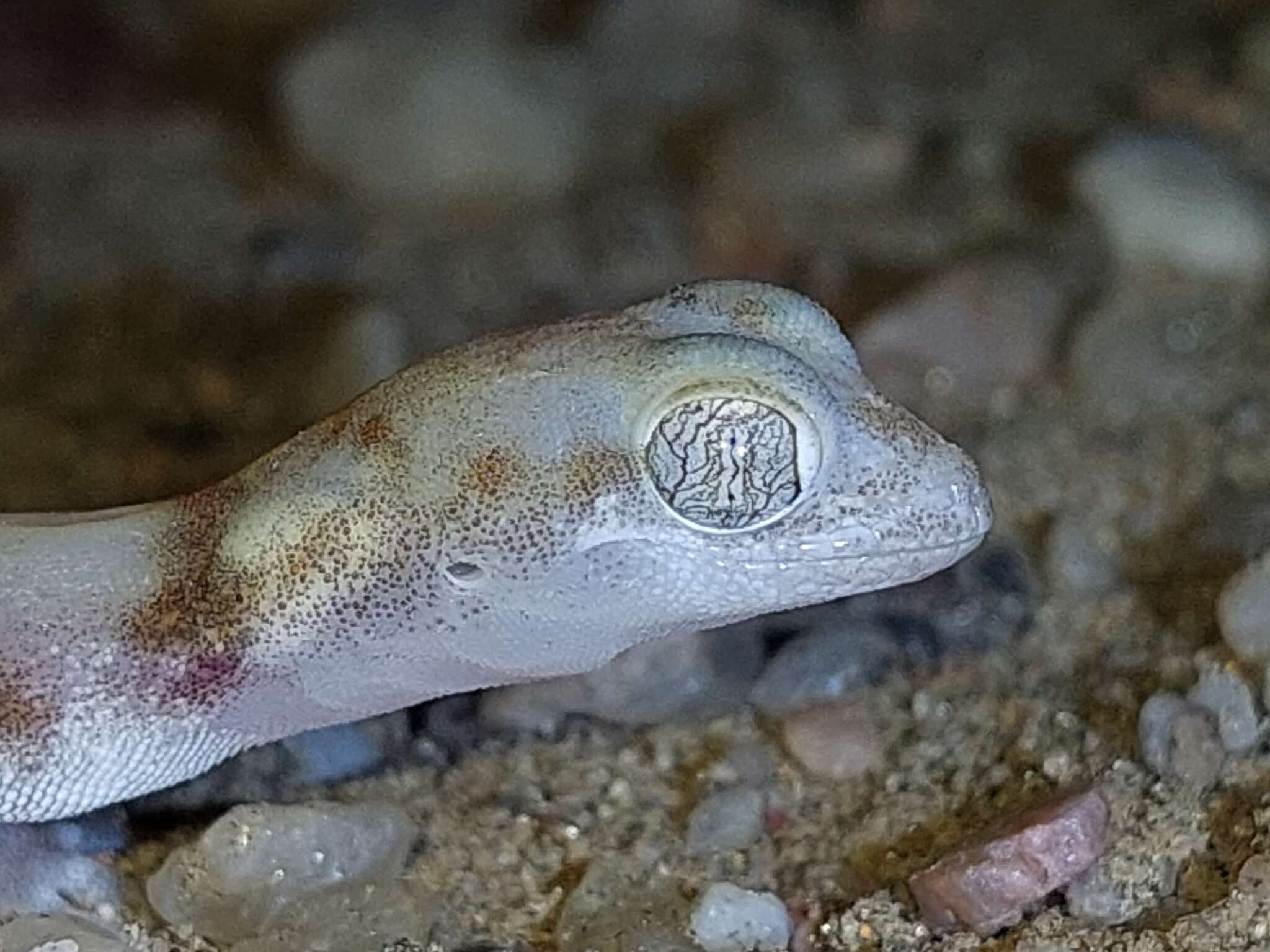 Image of CapeCross Thick-toed Gecko