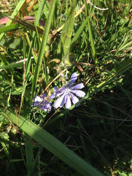 Image of chicory