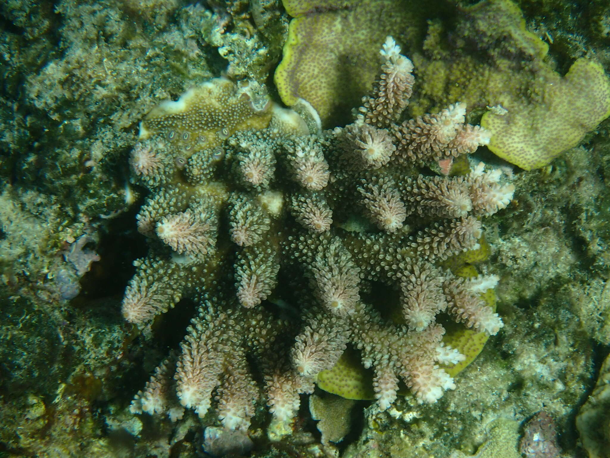 Image of Acropora abrotanoides (Lamarck 1816)