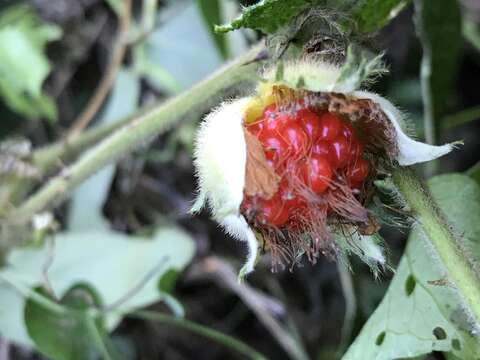 Image of Rubus alceifolius Poir.