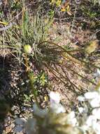 Image of Stylidium crossocephalum F. Müll.