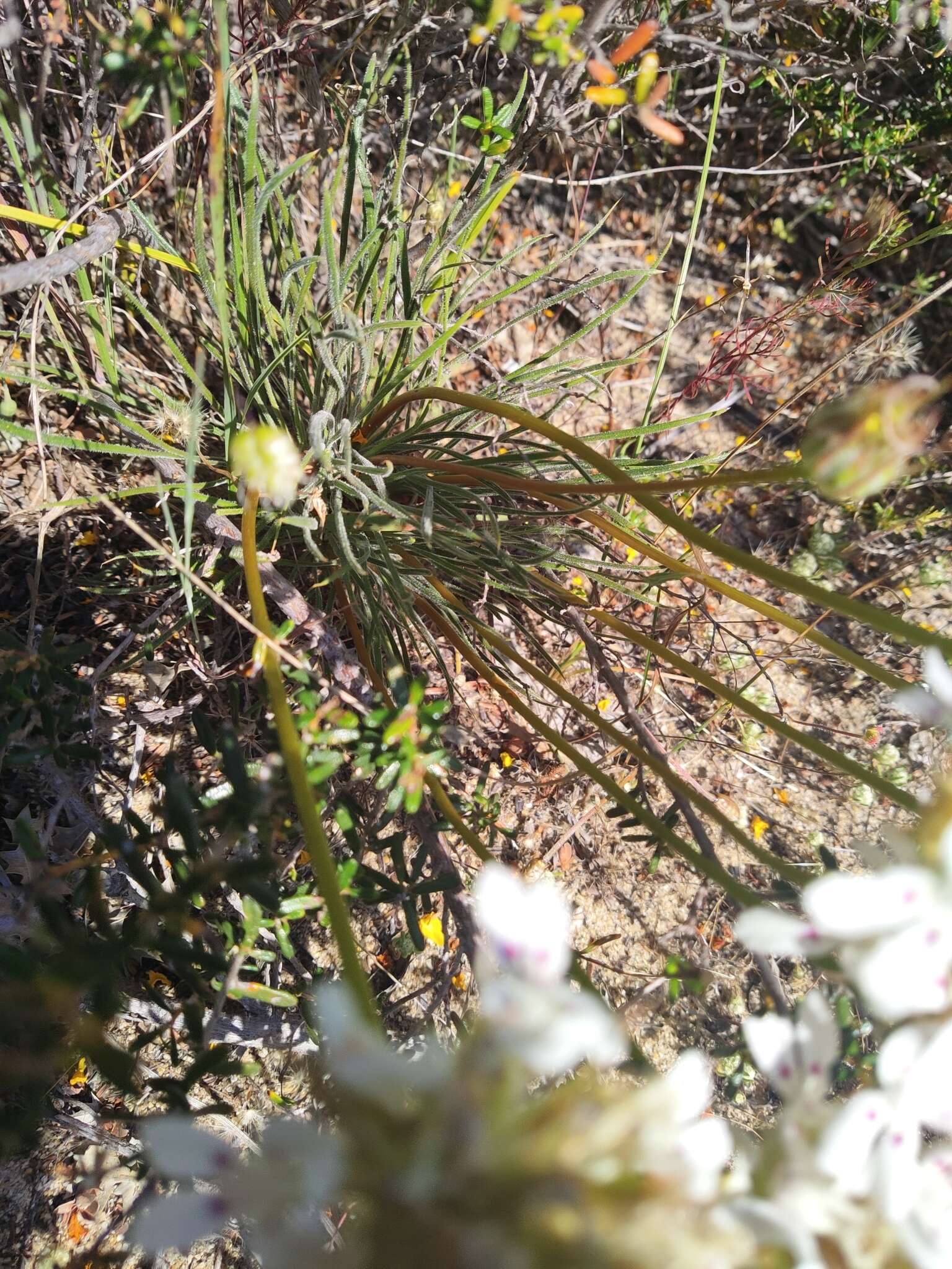 Image of Stylidium crossocephalum F. Müll.