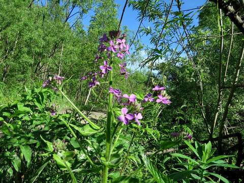 Imagem de Hesperis sibirica L.