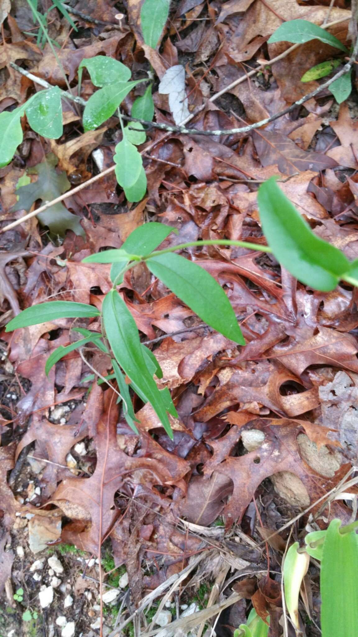 Imagem de Phlox glaberrima subsp. triflora (Michx.) Wherry