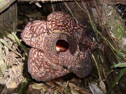 Image of Rafflesia pricei W. Meijer