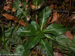 Image of Oenothera multicaulis Ruiz & Pav.