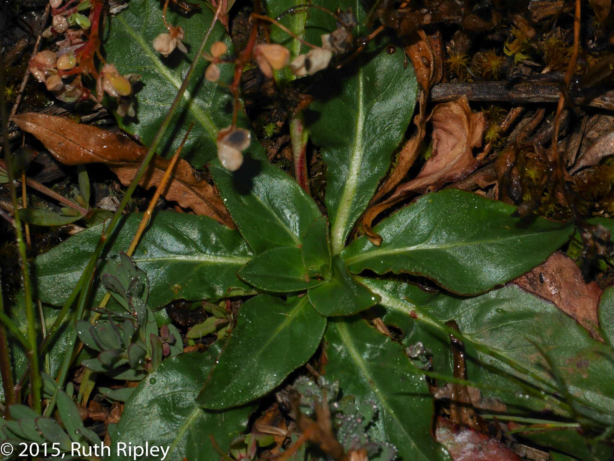 Image of Oenothera multicaulis Ruiz & Pav.