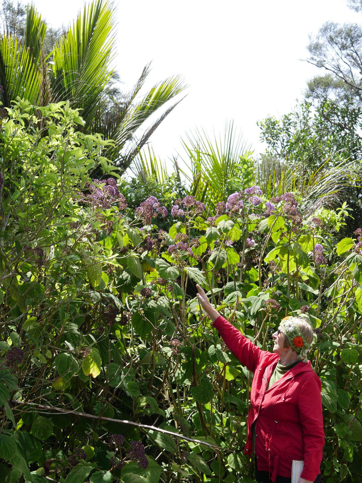 Image of bartlettina