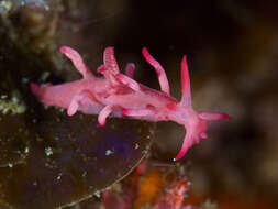 Image of Okenia hallucigenia Rudman 2004