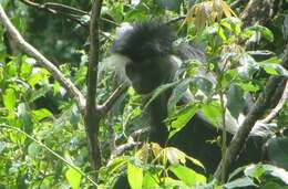 Image of Colobus angolensis palliatus Peters 1868