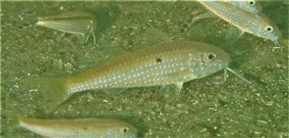 Image of Cinnabar goatfish