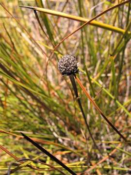 Image of Gymnoschoenus