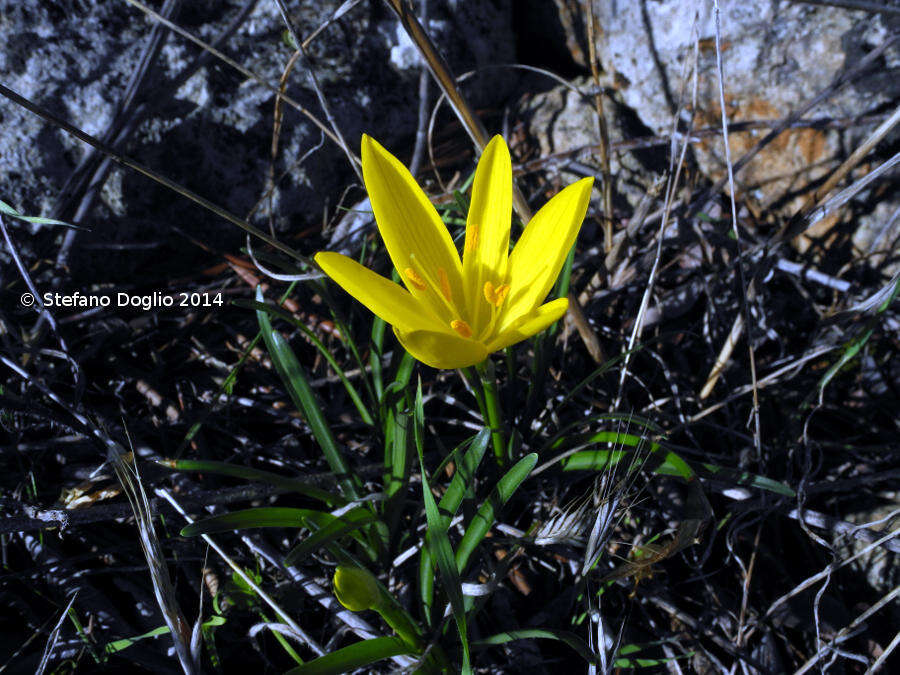 Image de Sternbergia lutea subsp. sicula (Tineo ex Guss.) K. Richt.