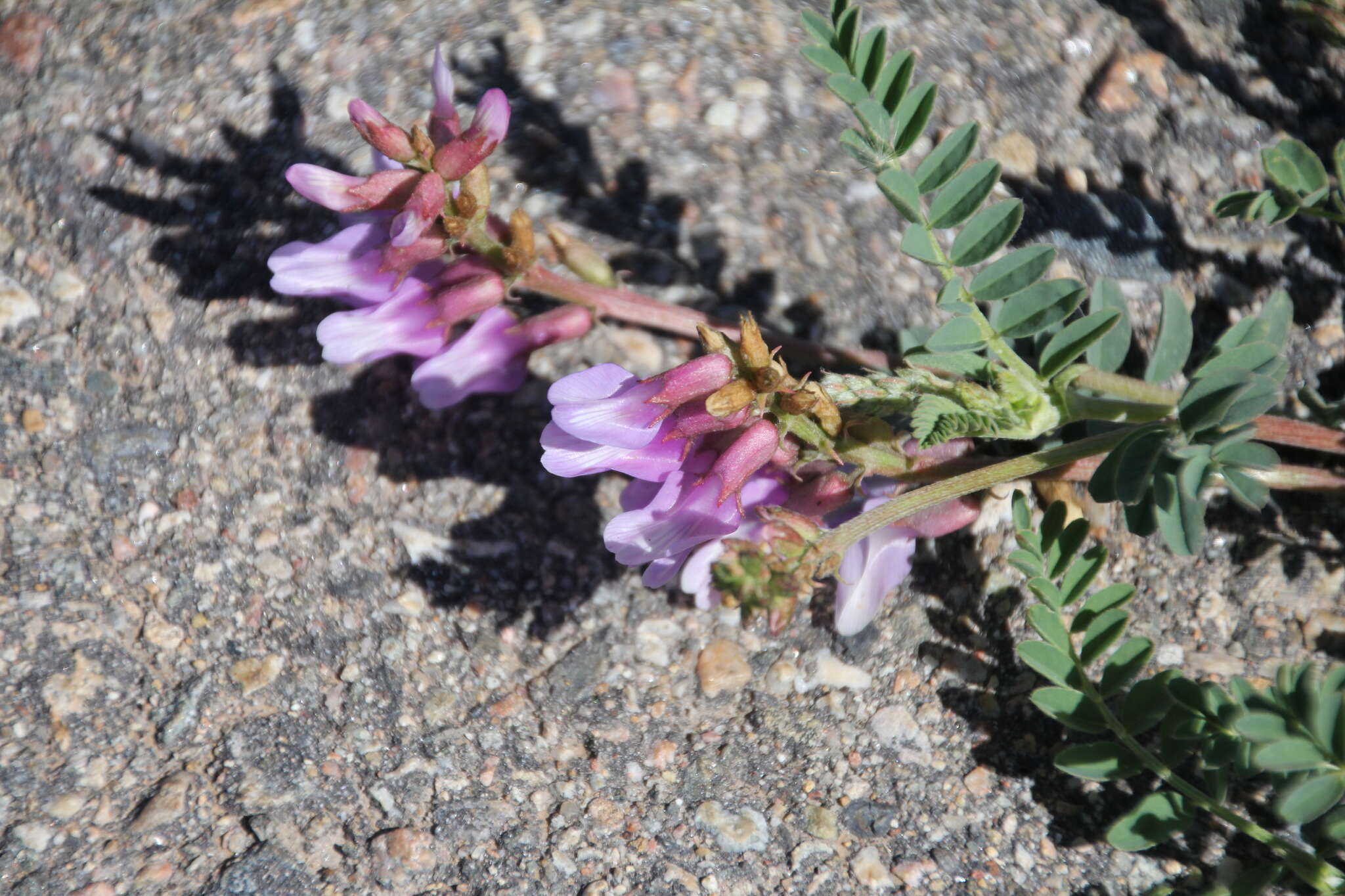 Imagem de Astragalus hallii A. Gray