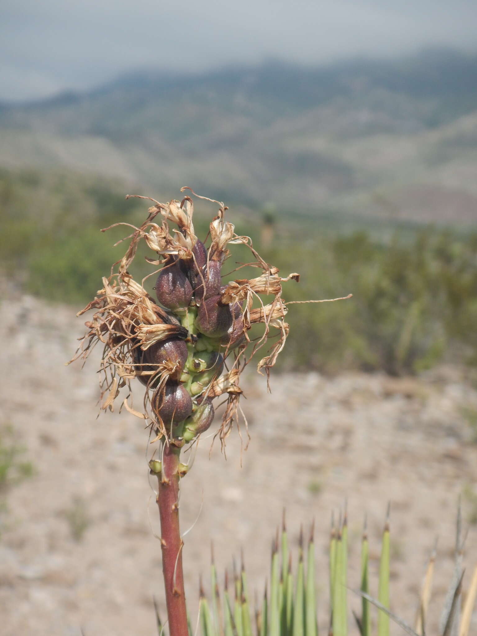 Agave striata Zucc. resmi