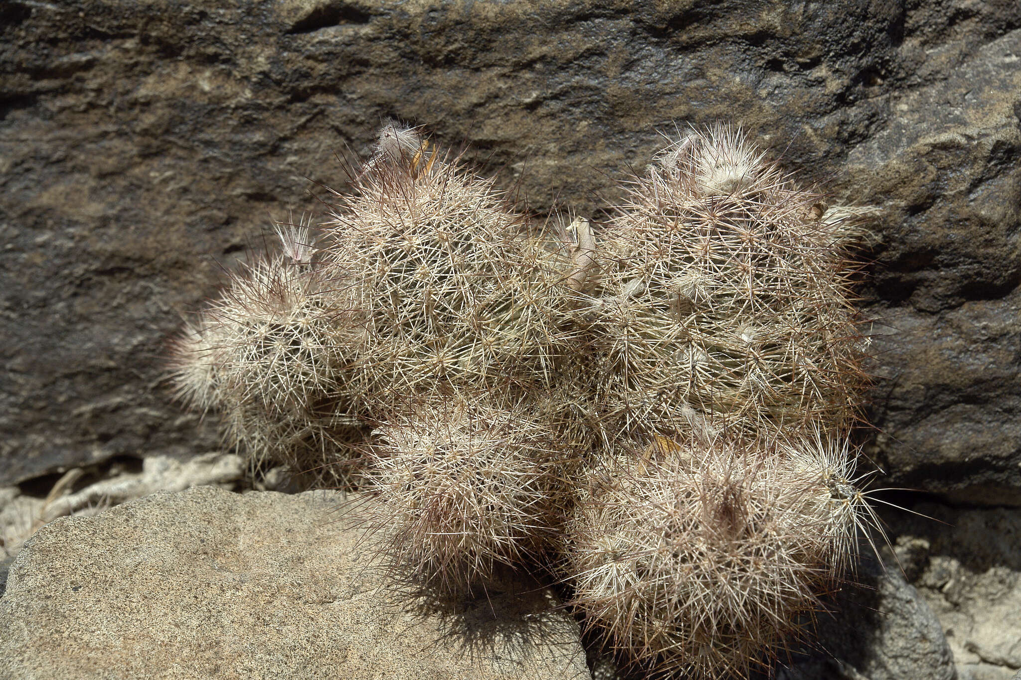 Image of Echinocereus chisosensis subsp. fobeanus (Oehme) N. P. Taylor