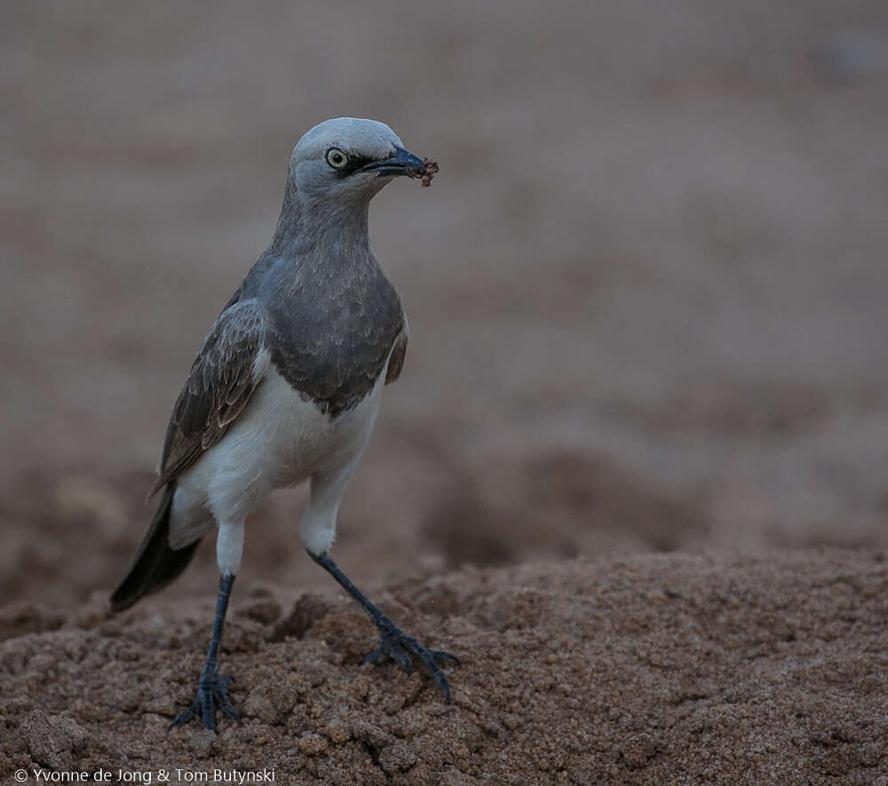 صورة Lamprotornis fischeri (Reichenow 1884)