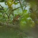 Image of Spot-breasted Scimitar Babbler