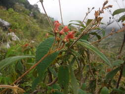 Imagem de Rhytidophyllum auriculatum Hook.