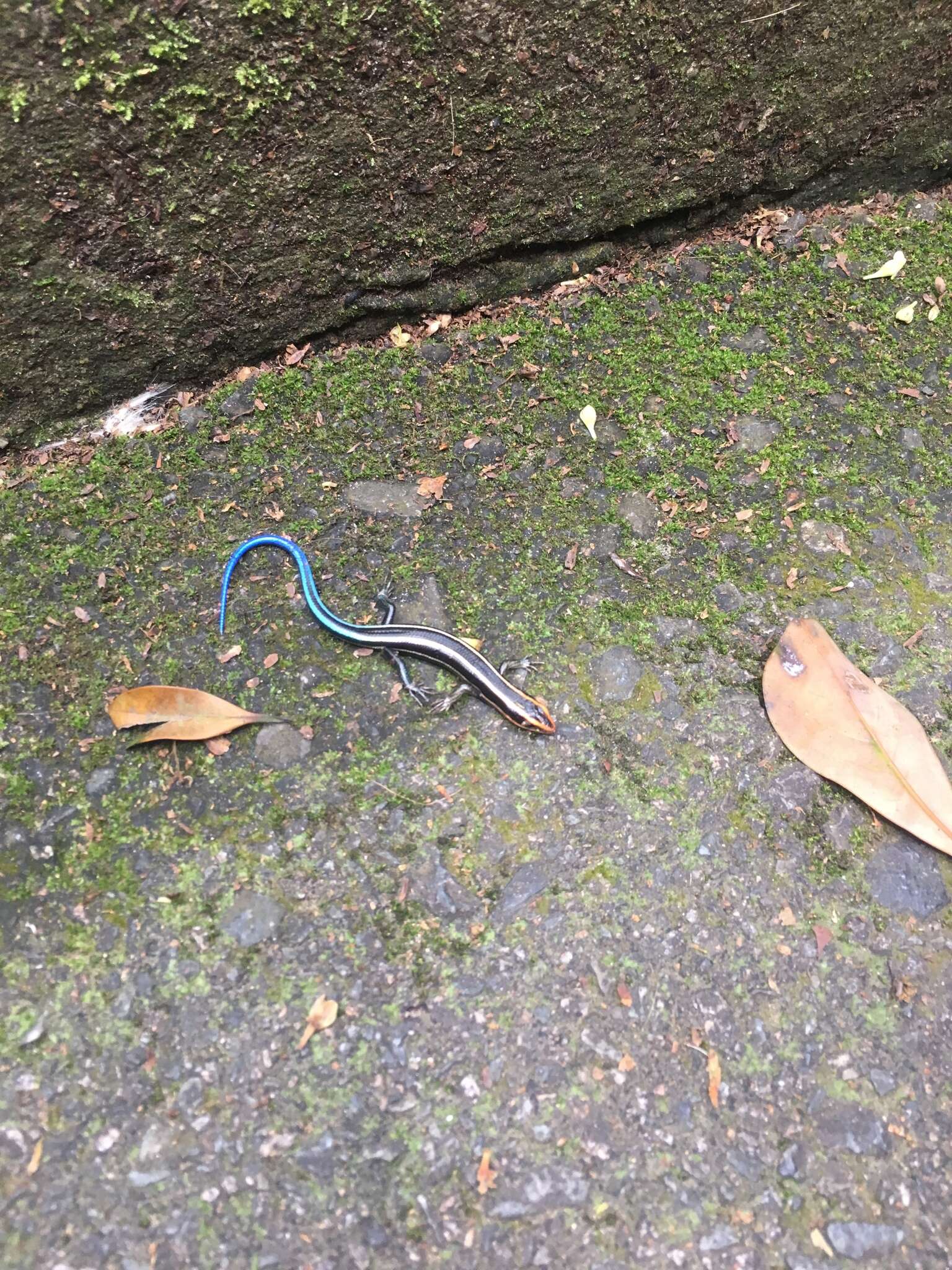 Image of Four-striped Skink