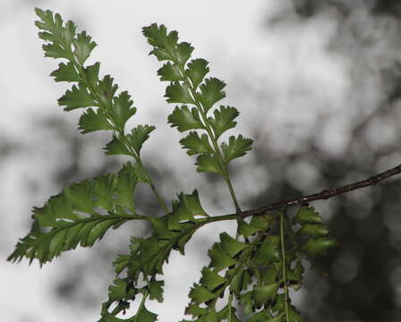 Sivun Phyllocladus trichomanoides D. Don kuva