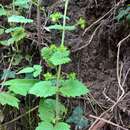 Image of Scrophularia vernalis subsp. vernalis