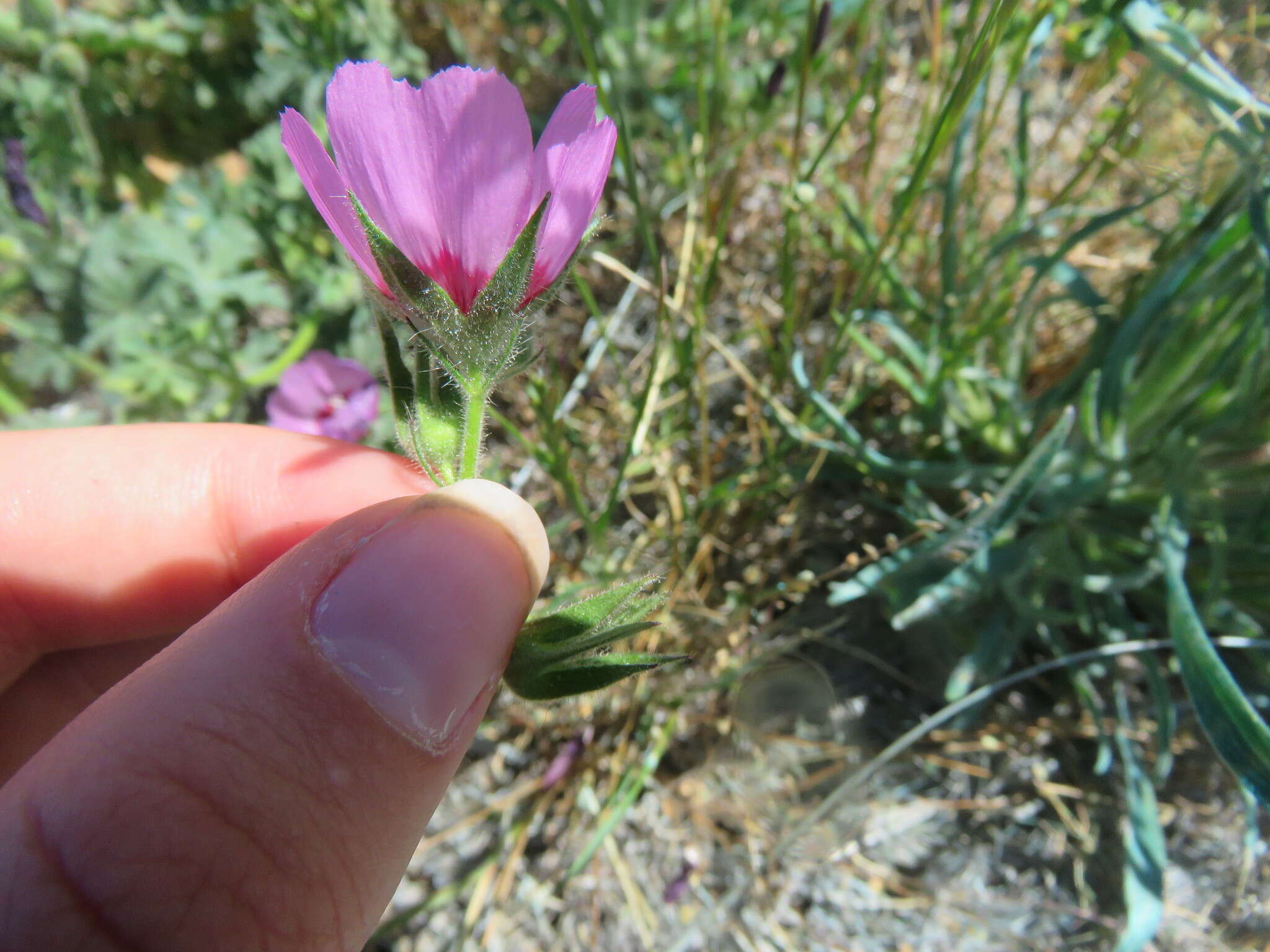 Image of Keck's checkerbloom