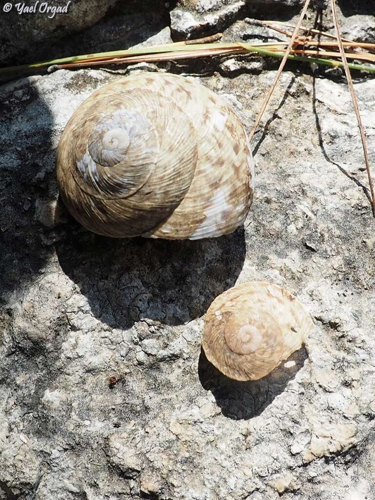 Image de Levantina (Levantina) spiriplana caesareana (Mousson 1854)