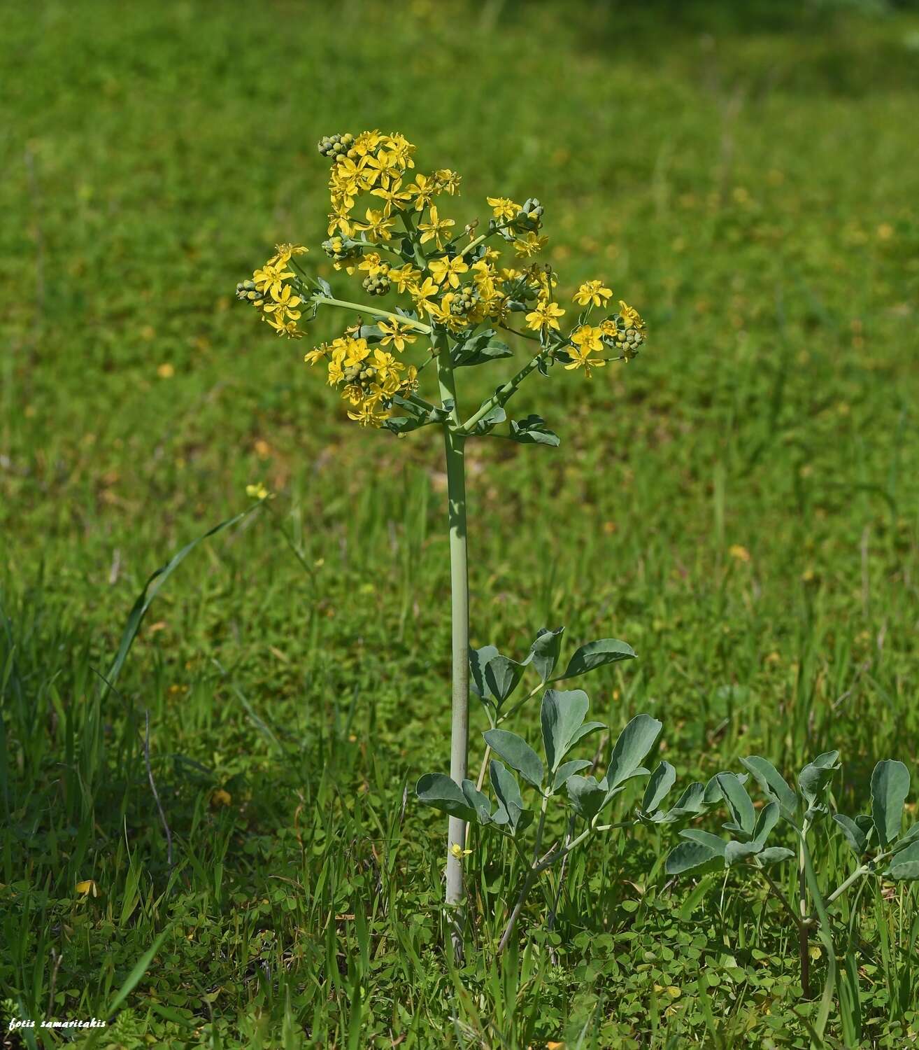 Image of Leontice leontopetalum L.