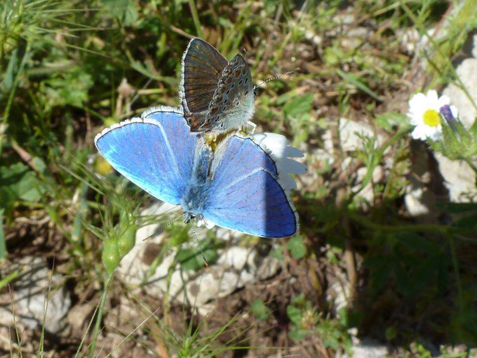 Image of Polyommatus bellargus (Rottemburg 1775)