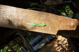 Слика од Phelsuma pusilla pusilla Mertens 1964