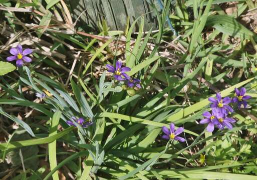 Image of blue-eyed grass